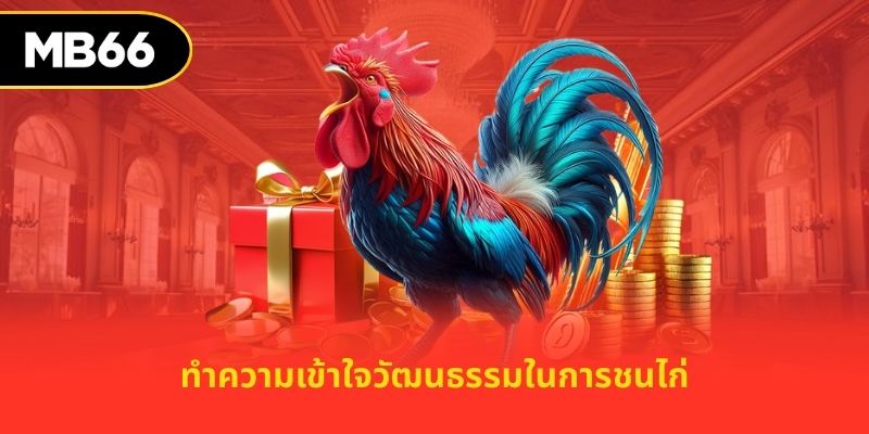 ทำความเข้าใจวัฒนธรรมในการชนไก่